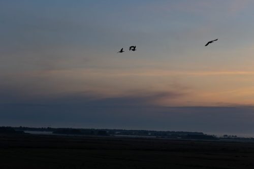 Ameland mei 2025-5