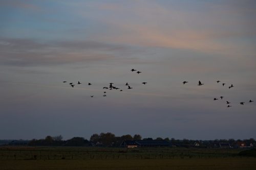 Ameland mei 2025-9